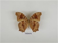 藏品(暮眼蝶)的圖片